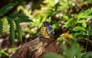 MAKEBUG 3D paberist pusle Yellow-bellied Tit, MB-D-0003