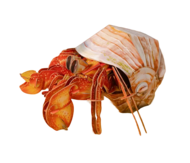 MAKEBUG 3D paberist pusle Hermit Crab, MB-B-0008
