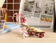 MAKEBUG 3D paberist pusle Orchid Mantis, MB-B-0003