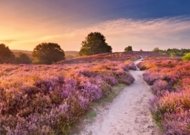 RAVENSBURGER PUZZLE pusle Roosa rada, 1000 tk, 12001763 9