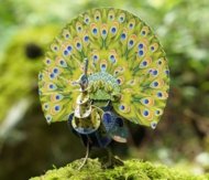 MAKEBUG 3D paberist pusle green peafowl, MB-D-0016