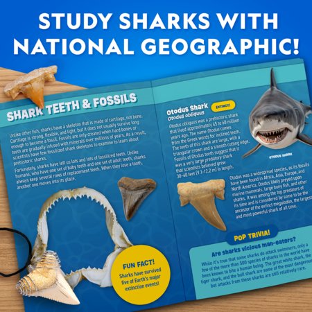 NATIONAL GEOGRAPHIC komplekt Shark Tooth Dig, RTNGSHARK2 