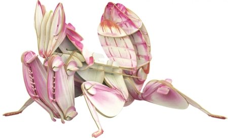 MAKEBUG 3D paberist pusle Orchid Mantis, MB-B-0003 