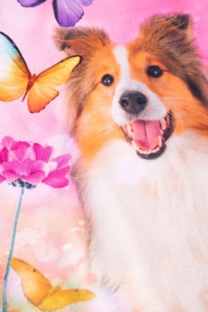 COCCODRILLO lühikeste varrukatega t-särk, värvilised, WC6143206FGK-022-092 