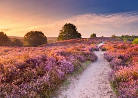 RAVENSBURGER PUZZLE pusle Roosa rada, 1000 tk, 12001763 9 