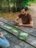 BRAIN GAMES mäng Forest Shuffle Metsas EE, BRG#FOSHEE 