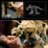 77985 LEGO® Jurassic World Dinosauruse fossiilid: Triceratops 