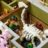 10326 LEGO® Icons Loodusmuuseum 