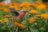 MAKEBUG 3D paberist pusle Hummingbird, MB-D-0058 
