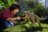 JURASSIC WORLD SUPER COLOSSAL interaktiivne dinosaurus Distortus Rex, JKG95 