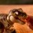 PRIMAL HATCH interaktiivne mänguasi Jurassic World, 6076597 
