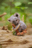 MAKEBUG 3D paberist pusle koala, MB-D-0044 