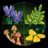 11505 LEGO® Botanicals Metsaseened 