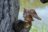 MAKEBUG 3D paberist pusle Great Horned Owl, MB-D-0059 
